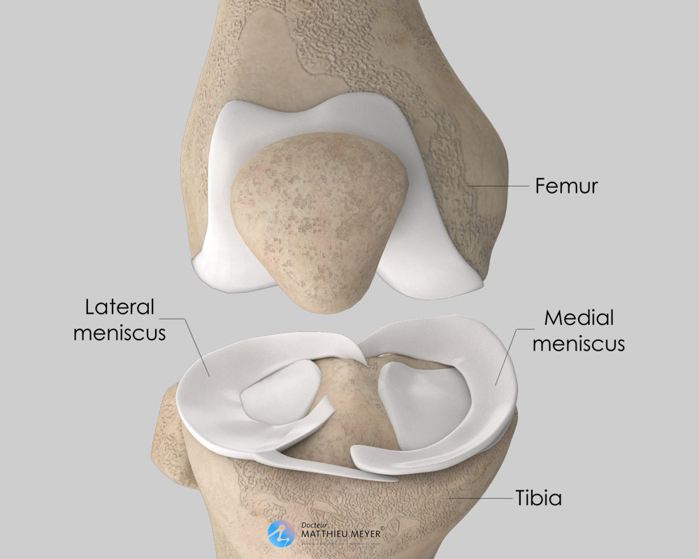 Knee Arthroscopy Anatomy Knee Arthroscopy Knee Arthroscopy Anatomy Knee Arthroscopy