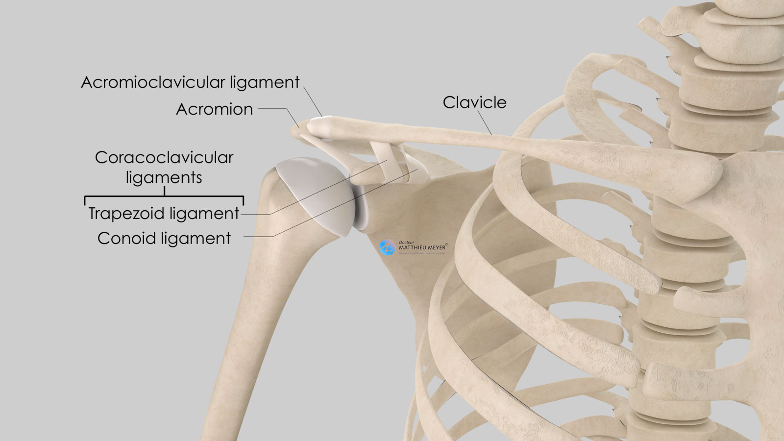 Acromioclavicular AC Joint